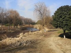 -贡湖湾湿地公园