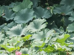 -昆山城市生态森林公园