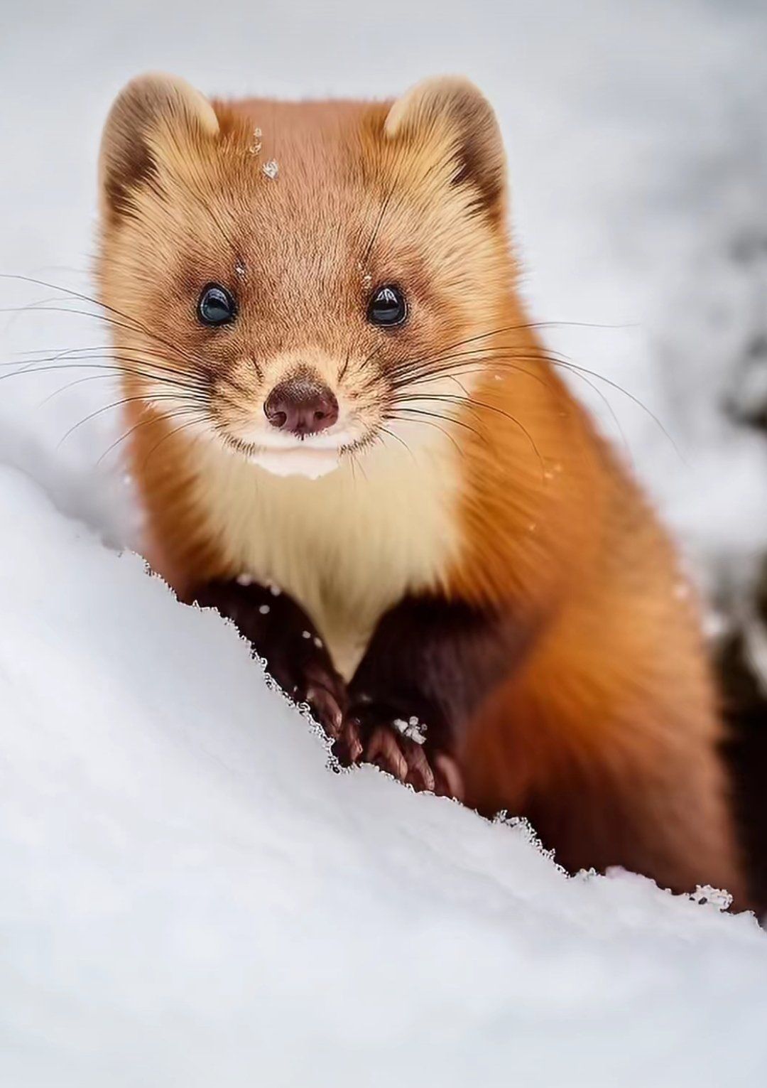 小黄鼠狼的微笑