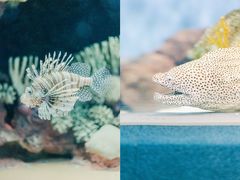 -上海海洋水族馆