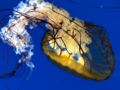 -太平洋海底世界