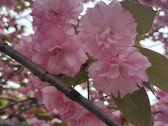 -高东镇樱花园