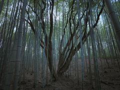 石门竹海-广州市石门国家森林公园