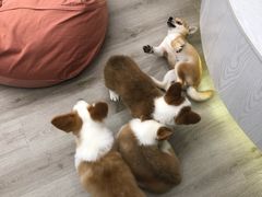 -浣熊柯尔鸭土拨鼠·电玩咖