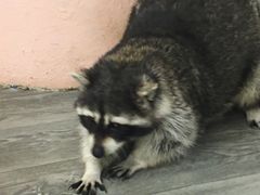 -浣熊柯尔鸭土拨鼠·电玩咖