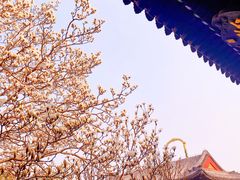 -颐和园