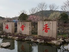 -香雪海