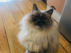-Cappucimeow猫咪咖啡馆(韦伯时代店)