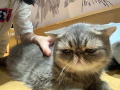 -滚猫咖啡·猫咖·猫友好撸猫(未来城店)