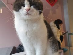 -猫儿山۰猫主题餐厅