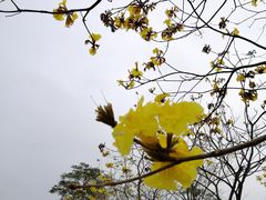 -天适樱花悠乐园