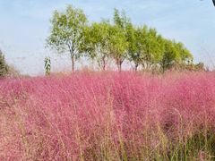 -石家庄市植物园