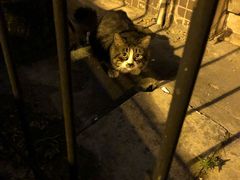 -同顺鹅庄(南华路店)