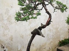 -拙政园