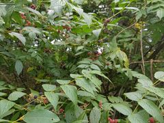 -武陵山森林公园