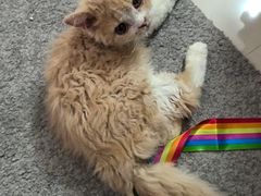 -猫大福·Fortune Cat猫舍(百子湾店)