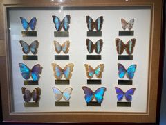 -上海昆虫博物馆