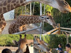 -泉州海丝野生动物世界