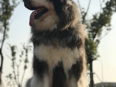 -顾村公园3号门停车场