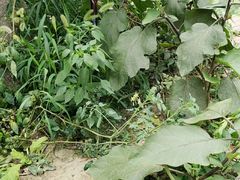 -锦欣爱天使托育园(狮子山园)