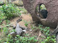 -野象谷景区