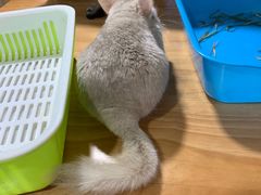 -藦茜花园宠物主题亲子互动体验馆(国顺东路店)