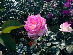 -人民公园(罗湖区)