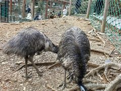 -南京老山国家森林公园