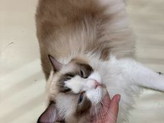 -三花喵·撸猫购宠·宠物生活馆(虹桥南丰城店)