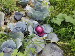 -意大利农场度假村