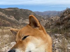 -蔚县茶山村