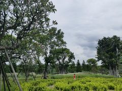-王借岗森林公园