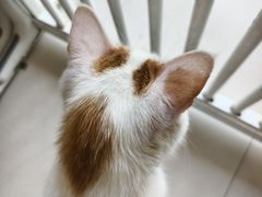-平行世界·猫咖(首经贸店)
