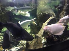 -迪拜水族馆及水下动物园