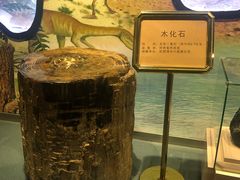 -陕西自然博物馆