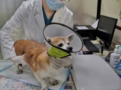 -艾贝尔宠物诊疗