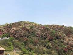 -贵州百里杜鹃风景名胜区