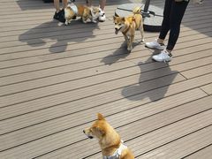 -百好乐宠物友好餐厅(朝外大街店)