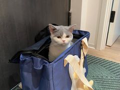 -猫大福·Fortune Cat猫舍(百子湾店)
