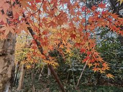 -上海吴淞炮台湾国家湿地公园