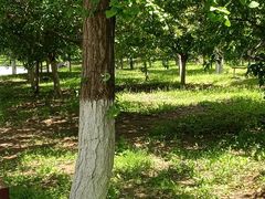 -长白岛森林公园