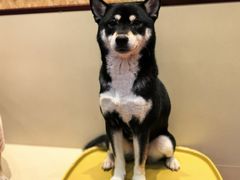 -和它·交个朋友·狗咖猫咖(爱琴海店)
