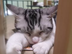 -藏猫猫咖啡主题馆(中央大道店)