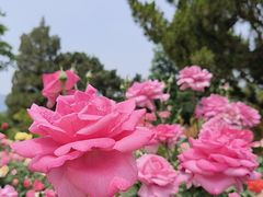 -国家植物园