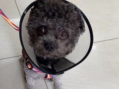 -美联众合动物医院·24h京西诊疗中心
