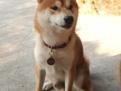 -柴犬高等学院·狗咖·柴犬售卖·宠物训练