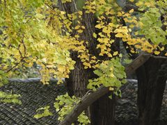 -红梅公园