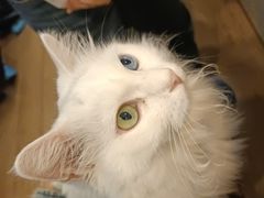 -有猫主题·治愈系猫咖(曾厝垵店)