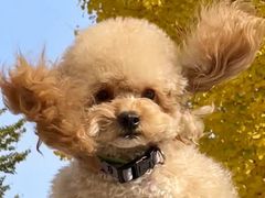 -元大都城垣遗址公园