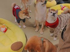 -逗柴咖啡屋·狗咖猫咖宠物桌游